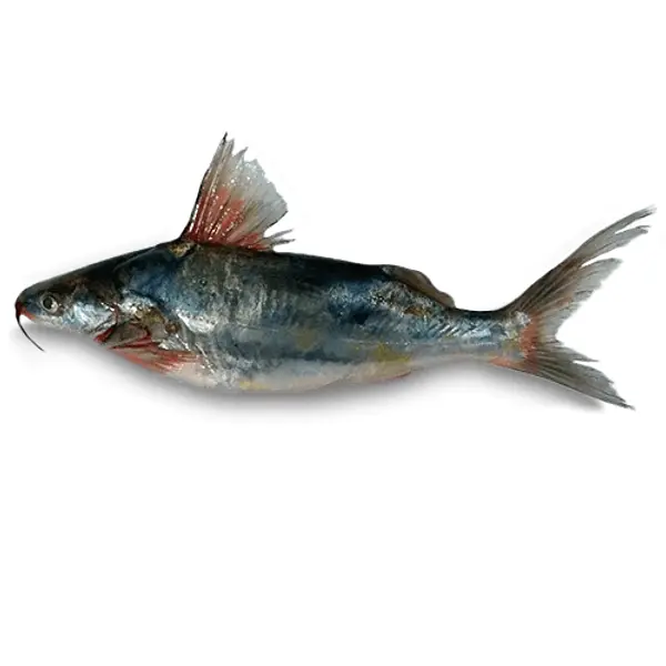 Nicuro