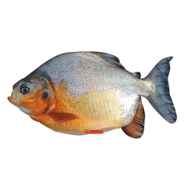 Cachama