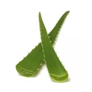Hoja De Sabila